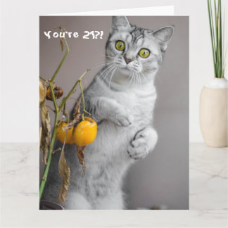 Funny Cat Happy 21st Birthday Card