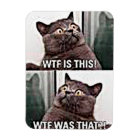 Funny Cat