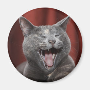 Funny cat magnet