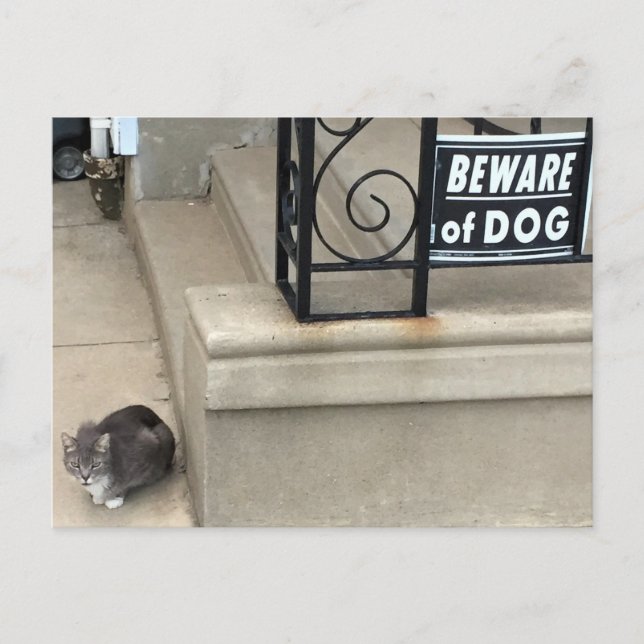 Funny Cat Photo Postcard (Front)