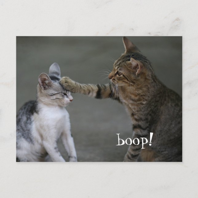 Funny Cat Postcard Boop (Front)