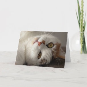 Funny Cat Up Close Birthday Card