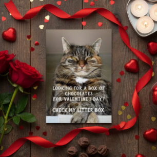 Funny Cat Valentine's Day Meme Anti-Valentine
