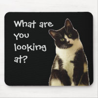 Funny Cat "What are you looking at!"