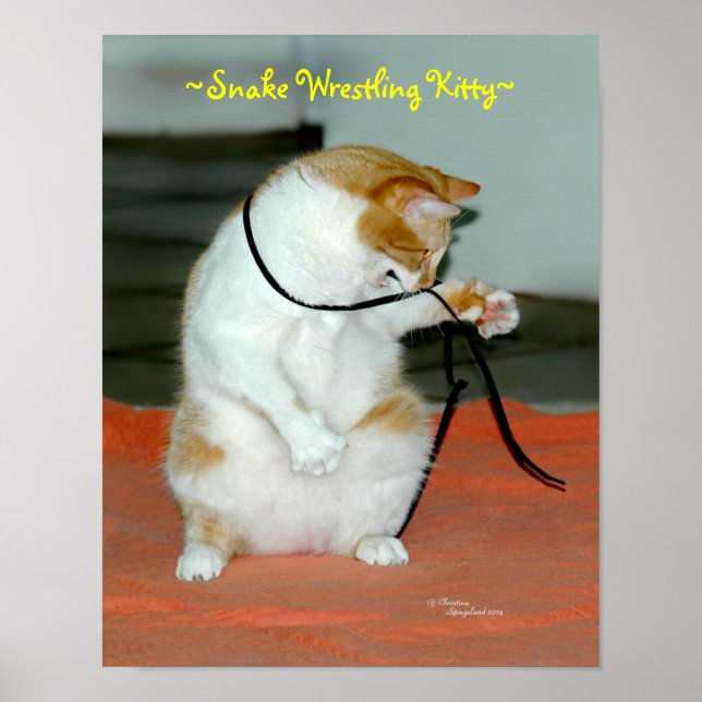 Funny Cat wrestling Snake Poster (Front)