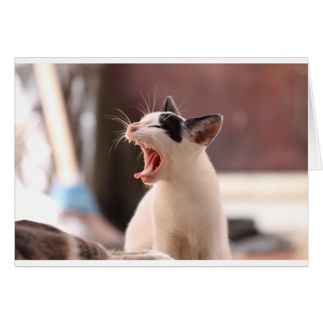 Funny Cat Yawning (Front Horizontal)