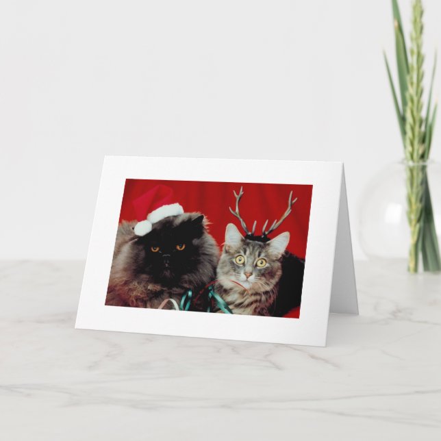 Funny Cats Christmas Humourous Xmas Holiday Card (Front)