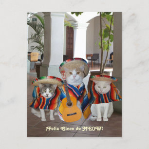 Funny Cats Feliz Cinco de Mayo Postcard