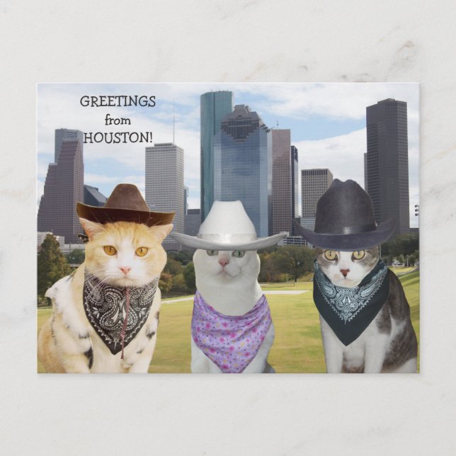 Funny Cats/Kitties Greetings from Houston Postcard (Front)