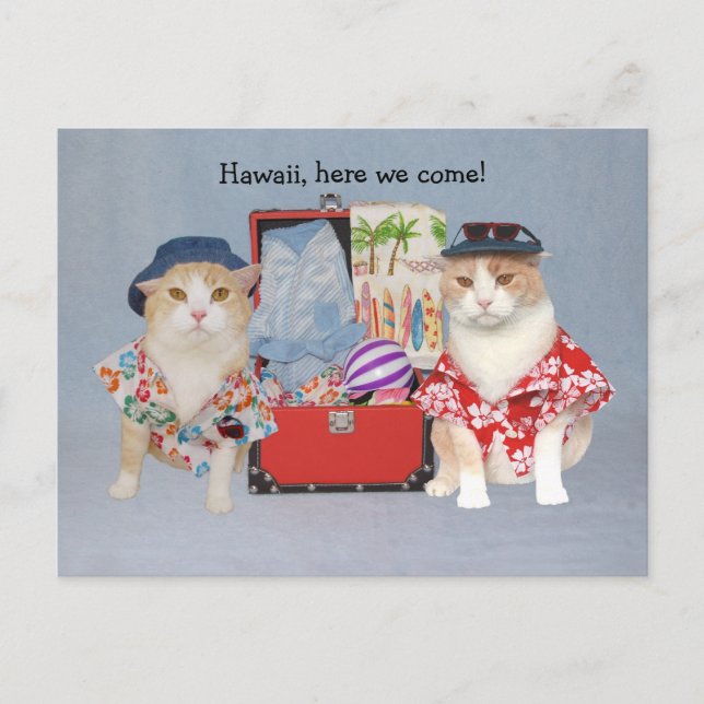 Funny Cats on Cruise Postcard (Front)