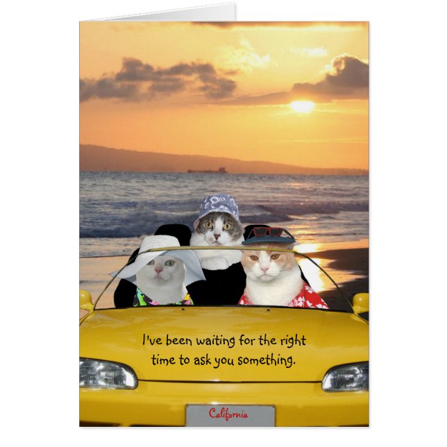 Funny Cats on the Beach on a Date (Front)