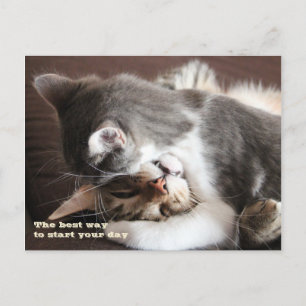 Funny Cats squeeze hug Postcard
