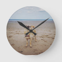 Funny cheeky chihuahua beach
