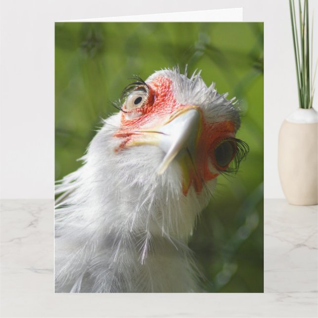 FUNNY CHICKEN BIRTHDAY GREETING CARD (Front)