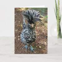 Funny Chicken Humour, Favourite Chick Polish Hen