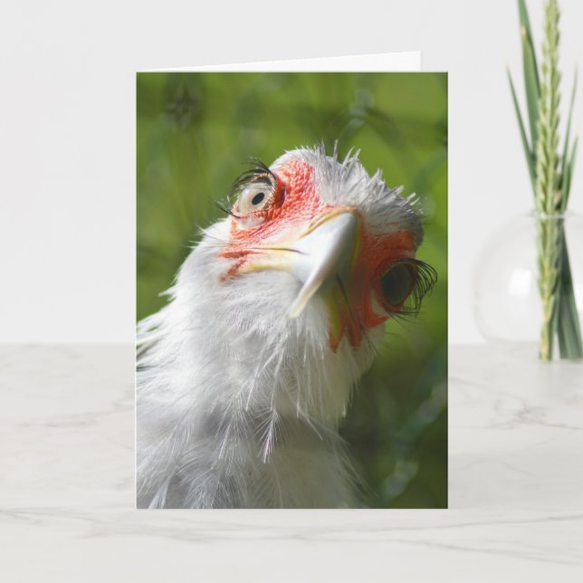 FUNNY CHICKEN MOTHER CLUCKER BIRTHDAY CARD (Front)
