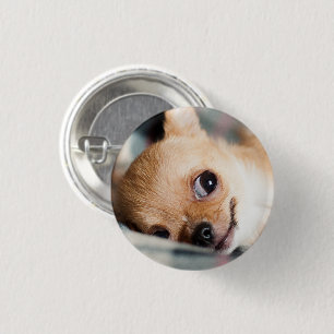 Funny Chihuahua Face 3 Cm Round Badge