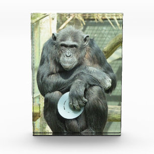 FUNNY CHIMPANZEE PHOTO BLOCK