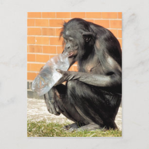 FUNNY CHIMPANZEE POSTCARD