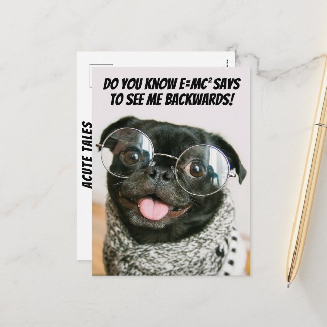 Funny Chinese Pug Cute Puppy Dog Animal Theory  Holiday Postcard (Front/Back In Situ)