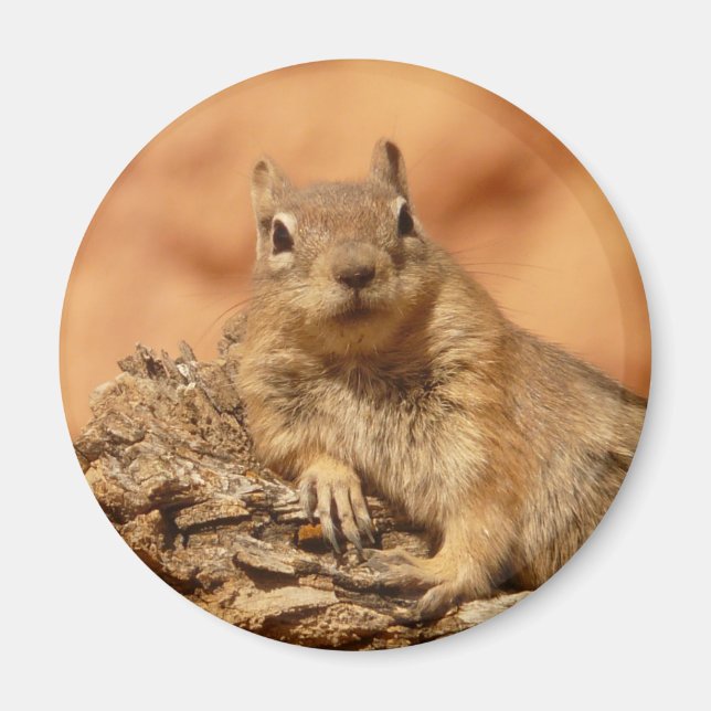 Funny chipmunk lying on a rock magnet (Front)