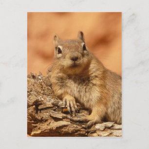 Funny chipmunk lying on a rock postcard