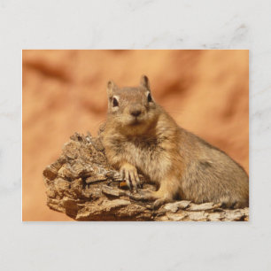 Funny chipmunk lying on a rock postcard