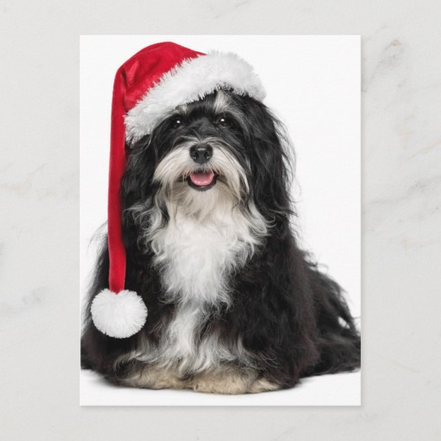 Funny Christmas Havanese Dog With Santa Hat Holiday Postcard (Front)