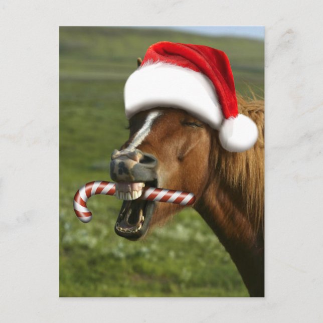 Funny Christmas horse with Santa hat smiling Postcard (Front)