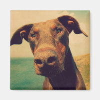 Funny Closeup of a Natural Doberman Dog