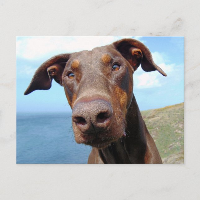 Funny Closeup of a Natural Doberman Dog Postcard (Front)
