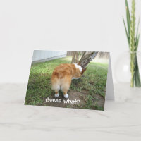 Funny Corgi