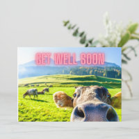 Funny Cow Get Well Soon