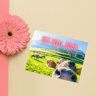 Funny Cow Get Well Soon Postcard
