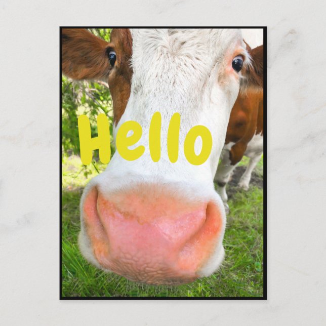 Funny Cow Hello Postcard (Front)
