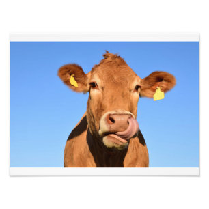 Funny Cow Photo Print