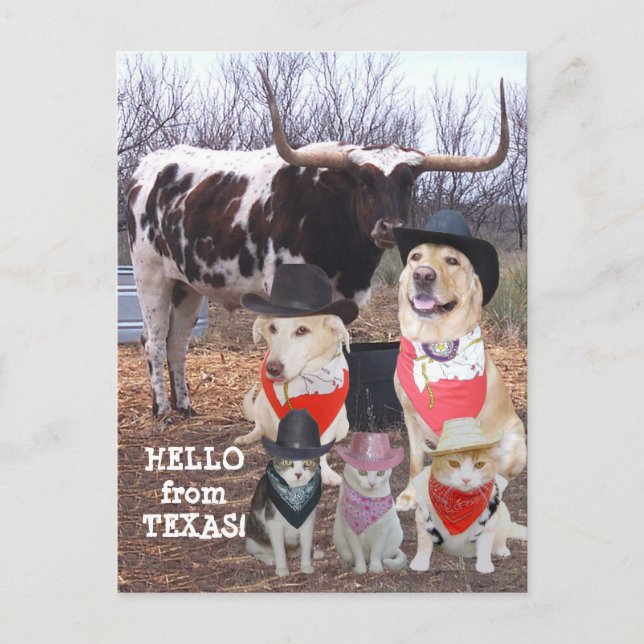 Funny Cowboy Pets Hello from Texas Postcard (Front)