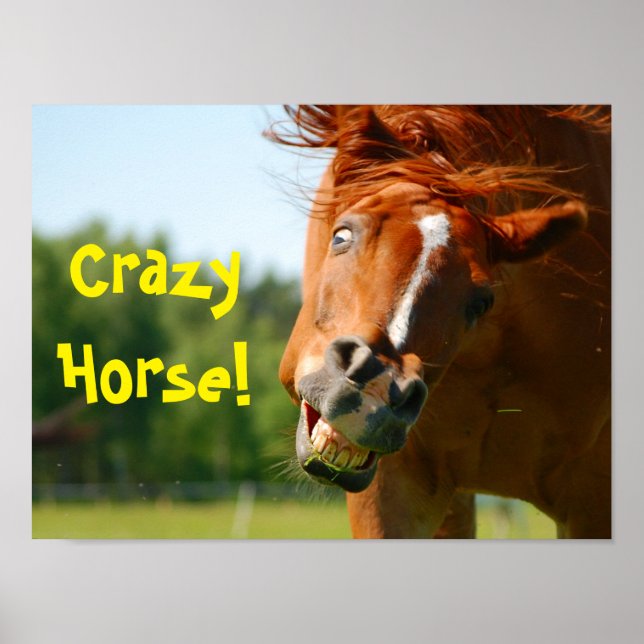 Funny Crazy Horse Animal Poster (Front)