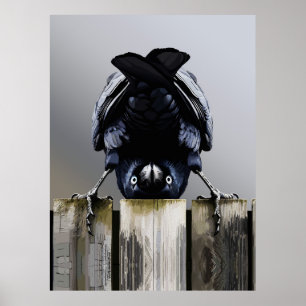 Funny Crow Wall Art – Upside-Down Bird 