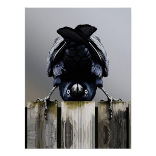 Funny Crow Wall Art – Upside-Down Bird