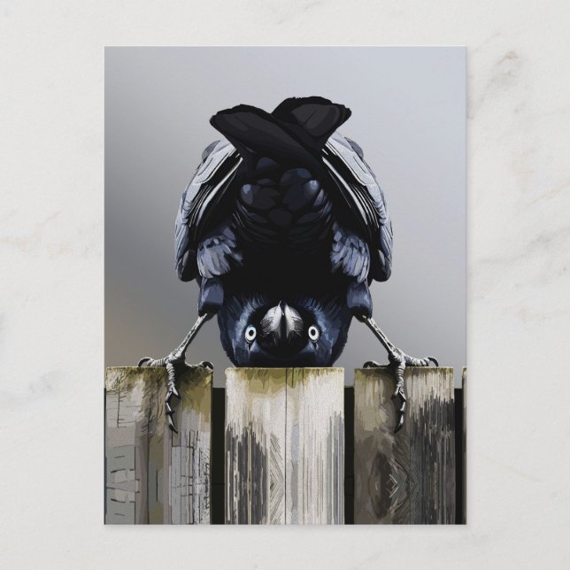 Funny Crow Wall Art – Upside-Down Bird  Postcard (Front)