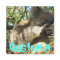 Funny cute Australia koala magnet design