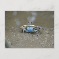 Funny Cute Blue Fiddler Crab on Mud Flats Photo