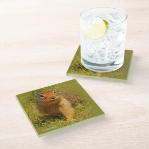 Funny Cute Curious Columbian Ground Squirrel Glass Coaster
