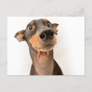 Funny Cute Doberman Puppy Dog Postcard