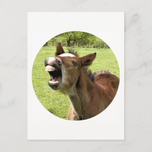 FUNNY CUTE FOAL POSTCARD