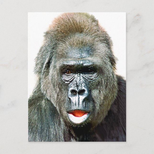 FUNNY CUTE GORILLA POSTCARD (Front)