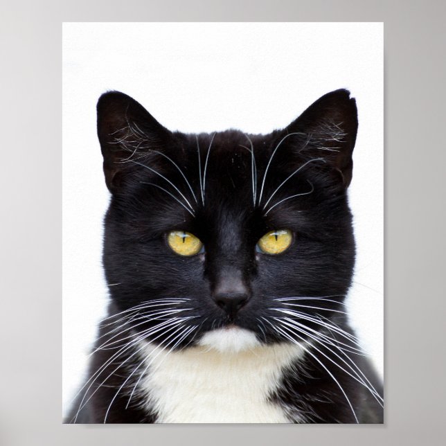 Funny Cute Grumpy Black Cat  Poster (Front)