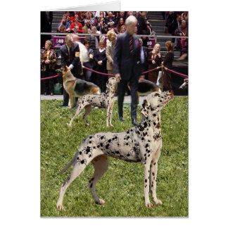 Funny Dalmatian Show Dog