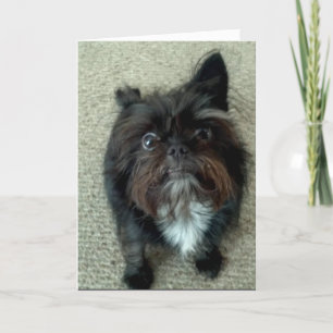 funny dog card